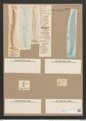 Pleurosigma attenuatum var. caspium (Kuetz.) W.Sm. (de-Toni-Nr.: Genus 13, Species 1062) Zeichnungen Sammlung Grunow Nr. 1912 (NHMW-BOT-W0369035)